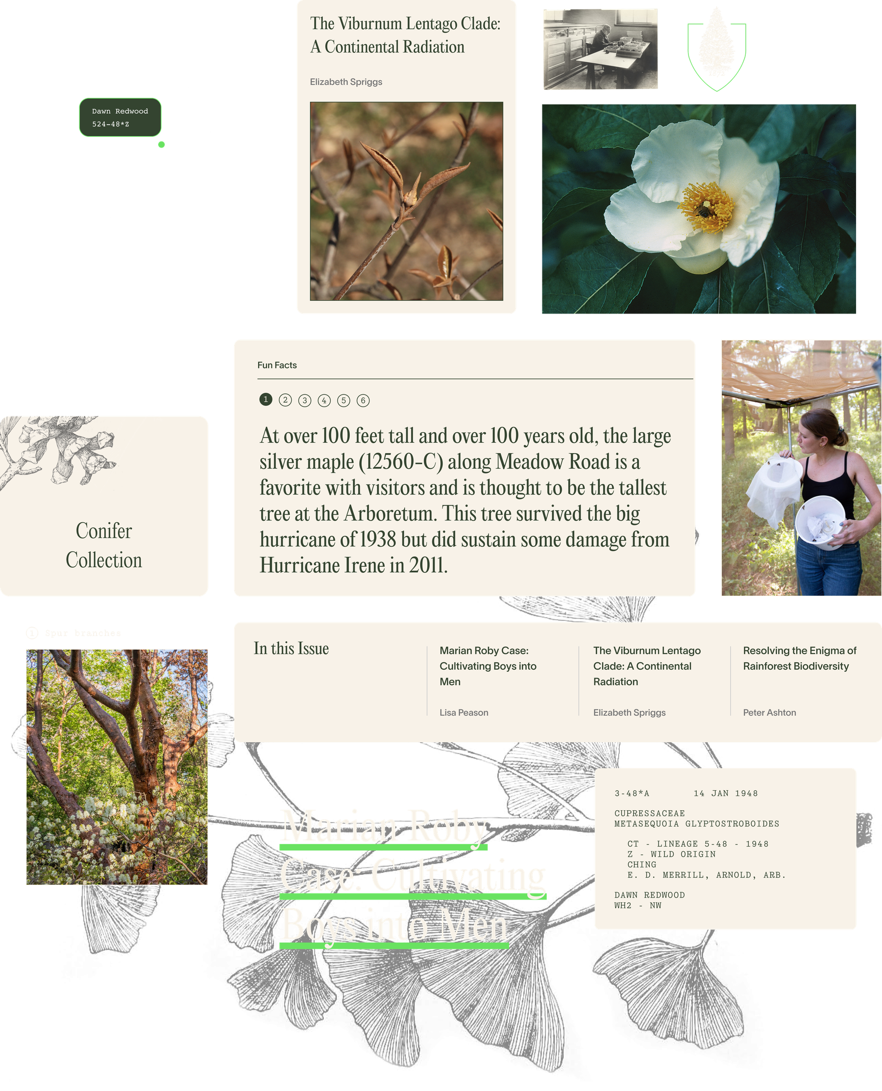 A collage of different sections from the Arnold Arboretum website featuring fun facts, pictures of plants, and collections.