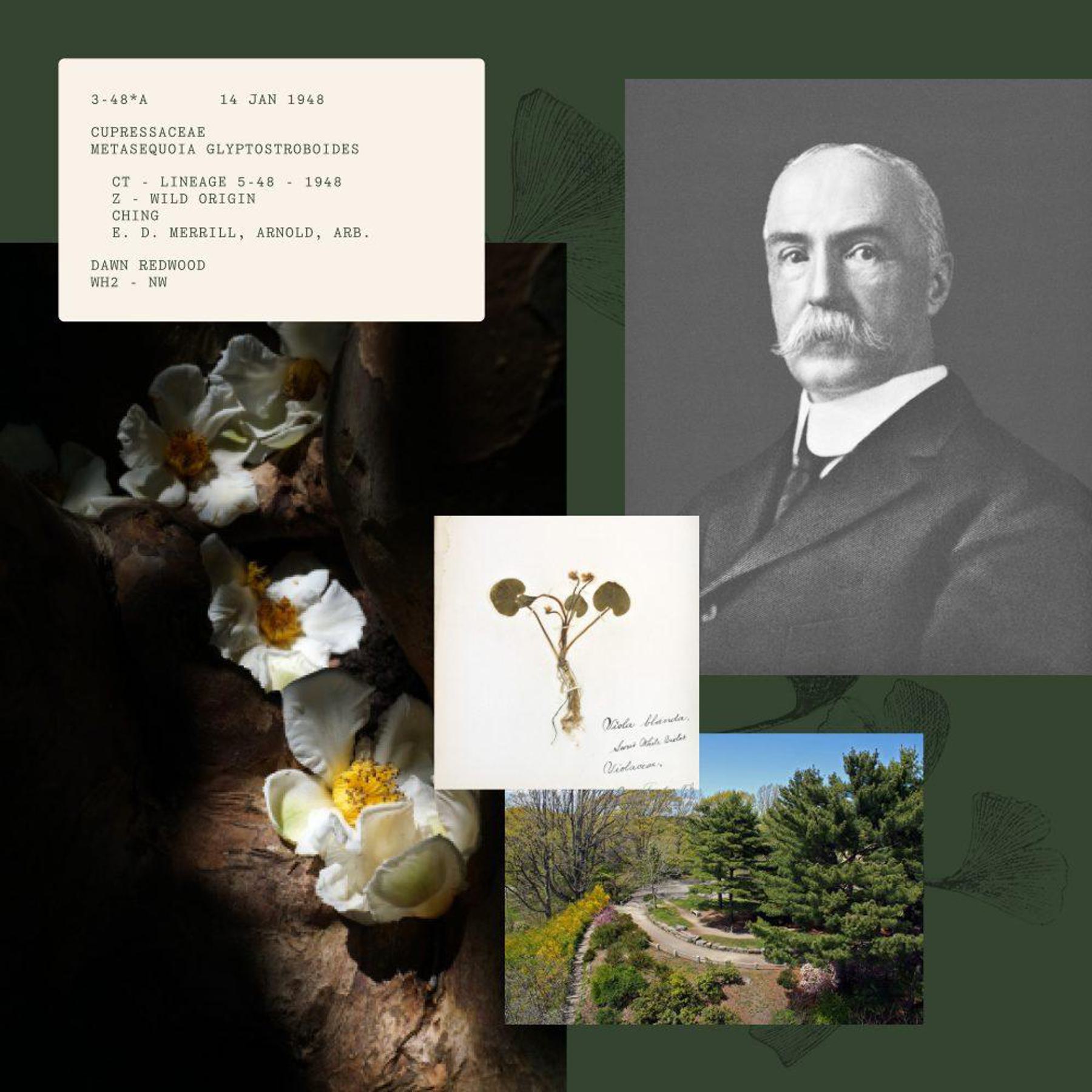 A collage featuring a vintage black-and-white portrait of an elderly man with a mustache, a close-up of white flowers on a tree bark, a botanical illustration of a plant labeled "Metasequoia.", a garden path surrounded by lush greenery, and a document with botanical data.
