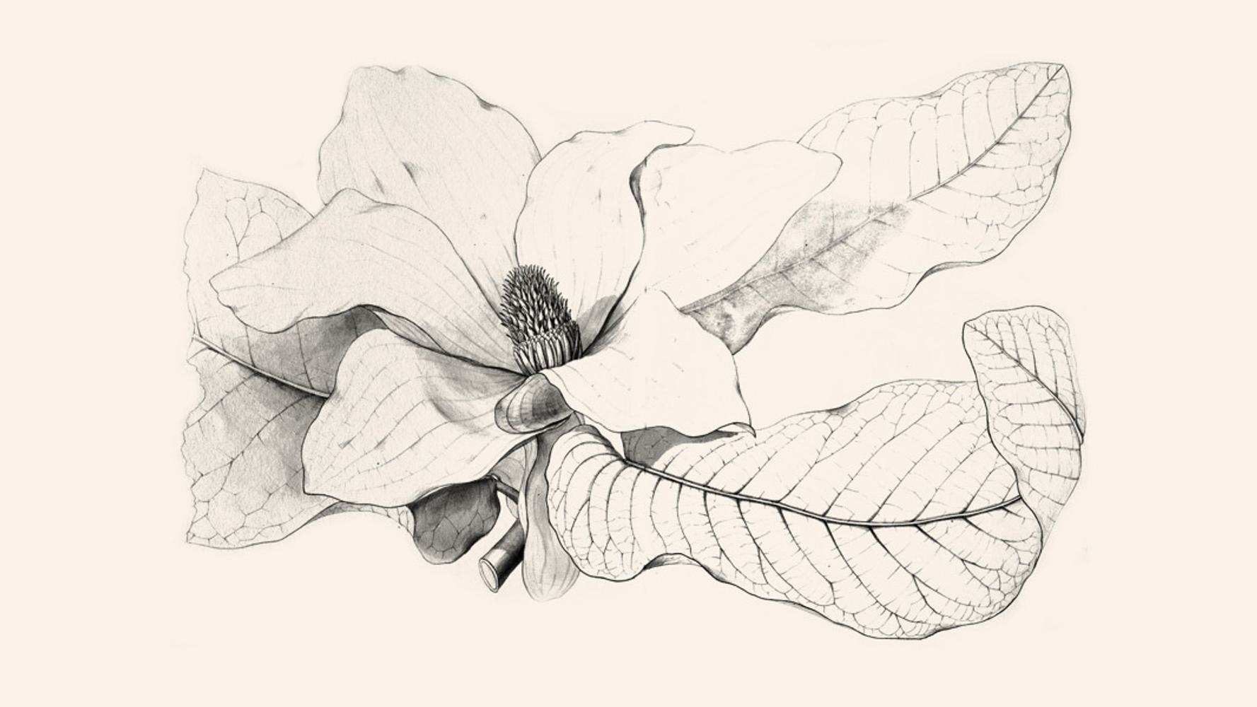 A detailed, black-and-white pencil drawing of a magnolia flower with open petals.