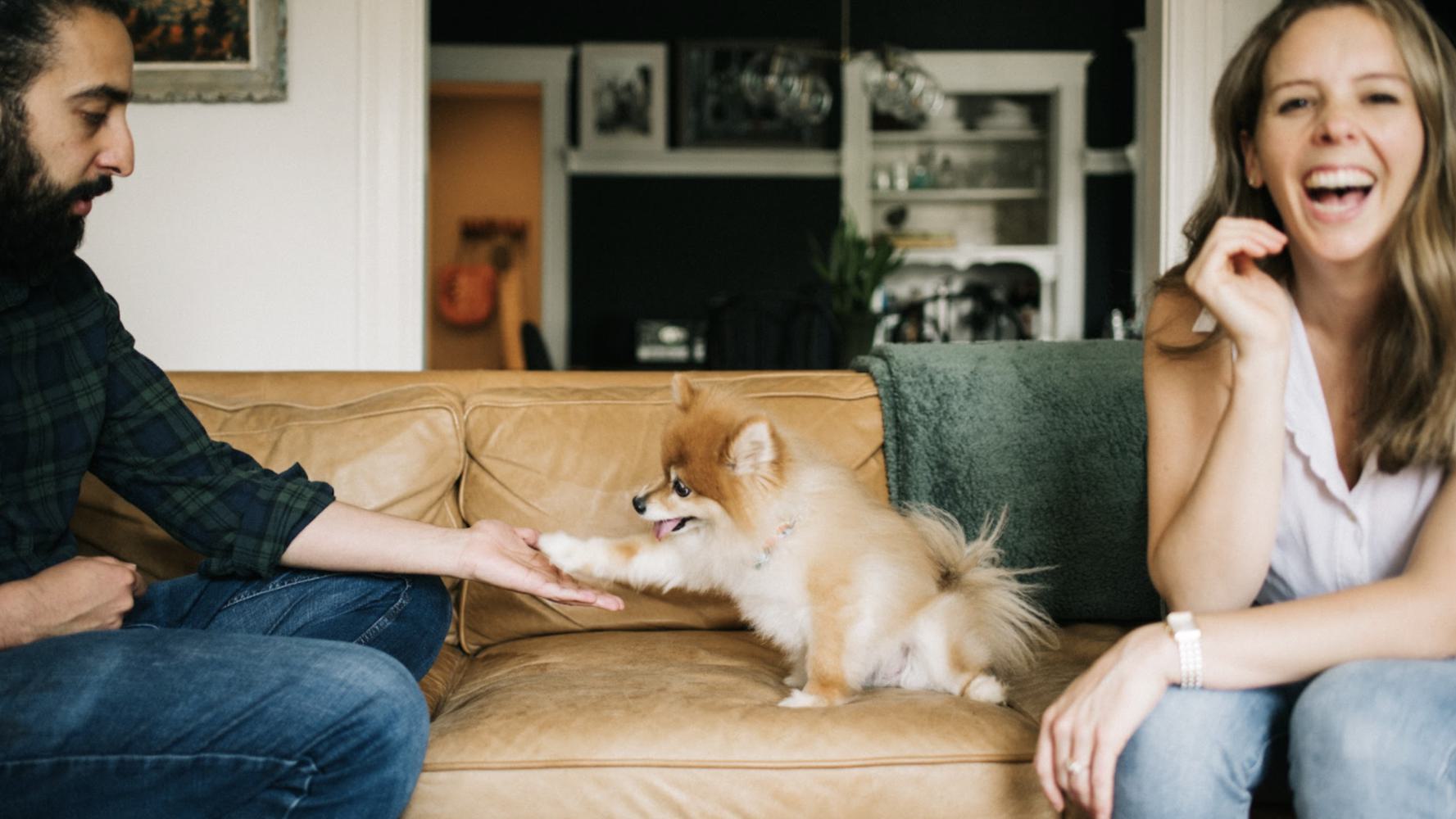 A small Pomeranian dog is sitting on a couch, playfully placing its paw on the hand of a person on the left with another person on the right smiling and laughing.